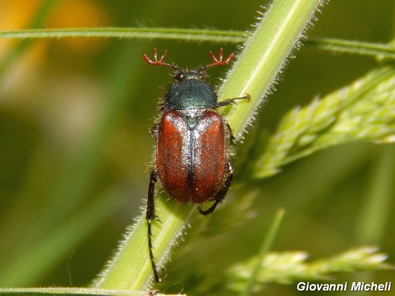 Rutelidae: Phyllopertha horticola